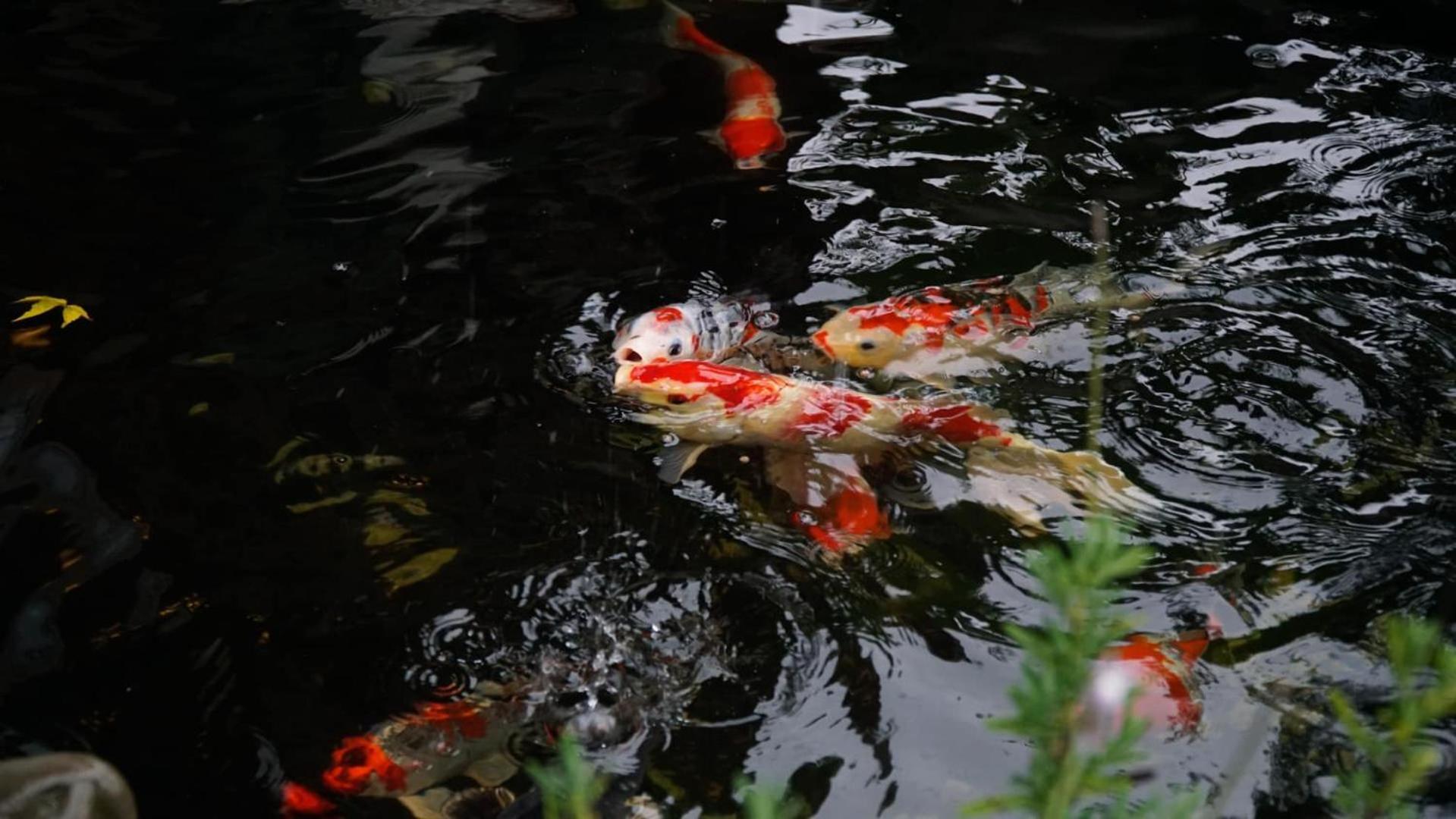 Lengkeng Da Lat Homestay Ngoại thất bức ảnh